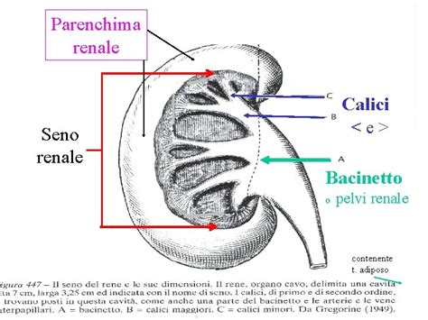 mappa della migrazione embrionale del rene dalla pelvi alla loggia renale