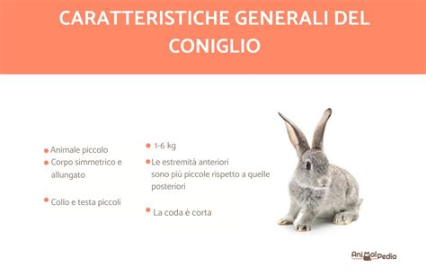 Schema geometrico che mostra la costruzione di un coniglio partendo da ovali