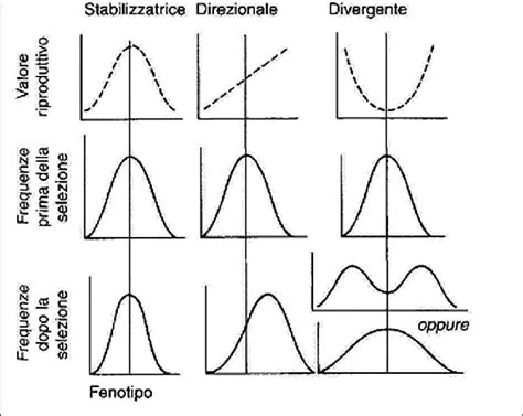 schema dei criteri di selezione dell'embrione (morfologici, cinetici, genetici)