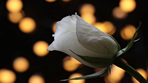 Un'illustrazione che raffigura una rosa bianca trasformata in rossa, simbolo dell'ispirazione dietro il brano Merlo Rosso