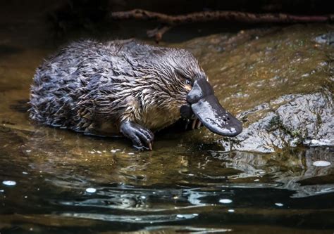 illustrazione scientifica dell'ornitorinco nel suo habitat fluviale