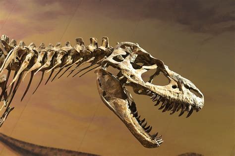 infografica del ciclo vitale dell'ornitorinco e delle sue caratteristiche uniche