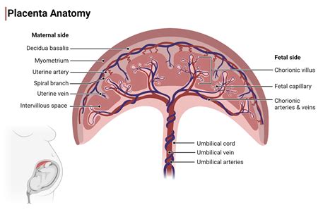 rappresentazione anatomica della placenta e dei suoi vasi