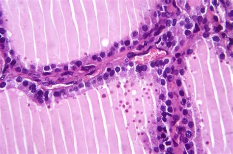 Microscopia di tessuto placentare