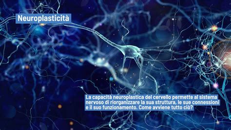 Rappresentazione schematica dei meccanismi della neuroplasticità