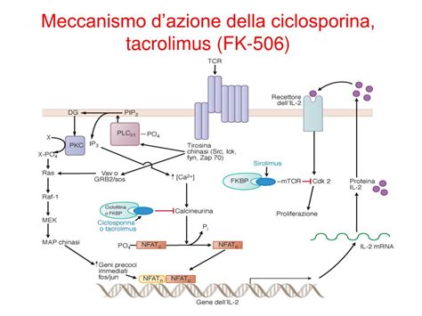 Confronto tra Tacrolimus e Ciclosporina: Impatto Renale