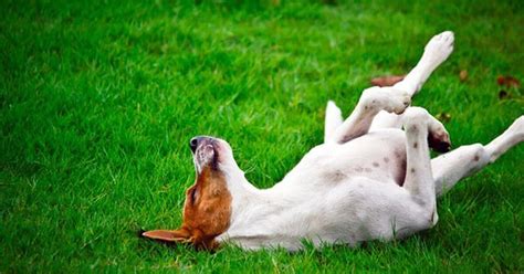 Cane che si rotola felicemente sull'erba