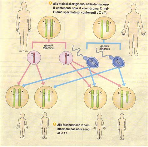 schema grafico sulla determinazione cromosomica del sesso