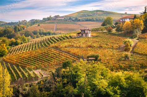 paesaggio collinare dei vigneti piemontesi a Mombaruzzo