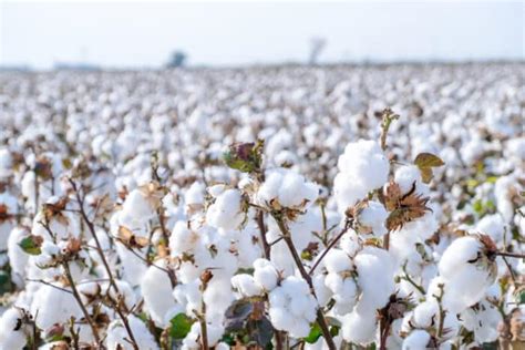 Dettaglio ravvicinato della texture di un peluche in cotone organico certificato