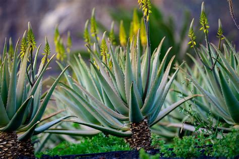pianta di Aloe vera in un ambiente naturale arido