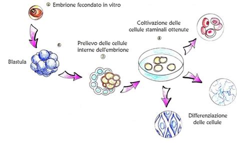 Rappresentazione astratta di cellule embrionali e progresso medico