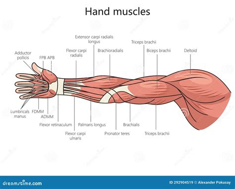 Diagramma che illustra il braccio flessibile e le clip girevoli dell'ombrellino