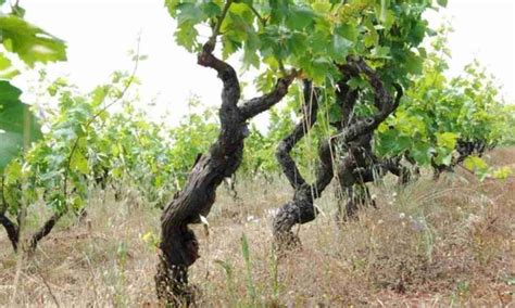 Vigneto di Cagnulari con potatura a alberello