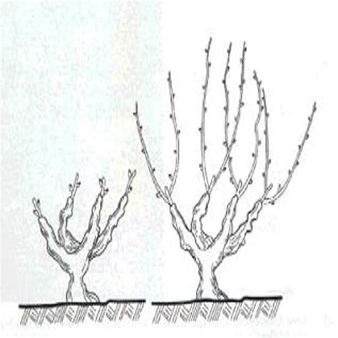 Schema di potatura a alberello in un vigneto di Cagnulari