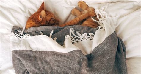 Gatto che succhia una coperta