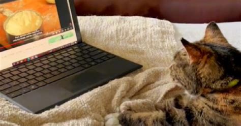 Gatto che impasta una coperta