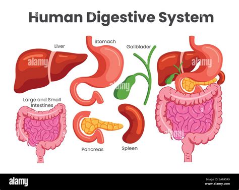 illustrazione scientifica del sistema digerente del neonato