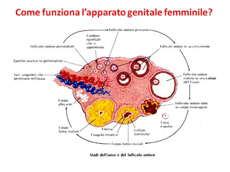 rappresentazione stilizzata dell'apparato riproduttivo femminile e dello sviluppo fetale