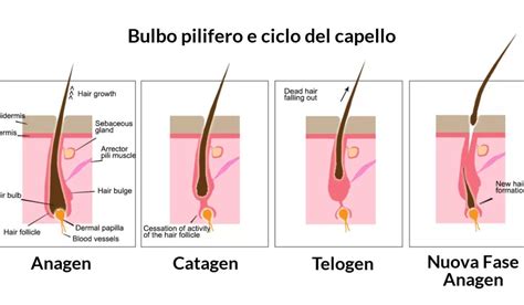 Struttura del follicolo pilifero e ciclo di crescita
