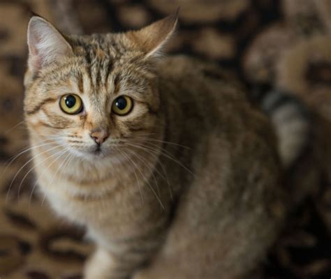 gatto in un ambiente domestico tranquillo