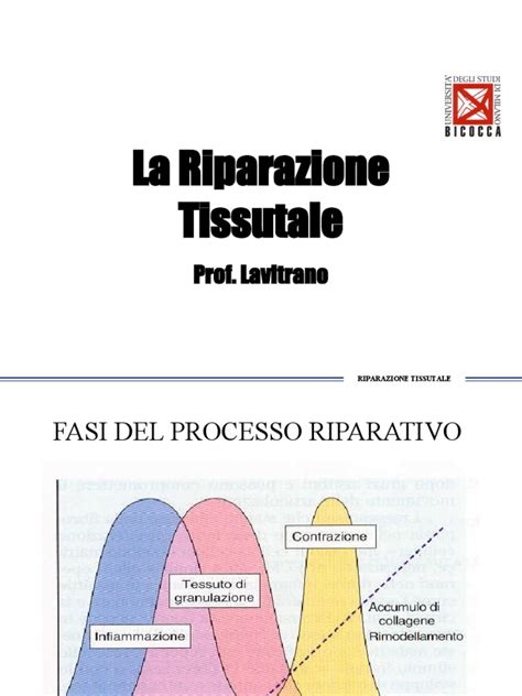 Diagramma che illustra i processi di riparazione tissutale