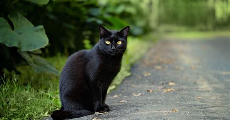 illustrazione di un gatto in posizione di allerta con orecchie leggermente girate