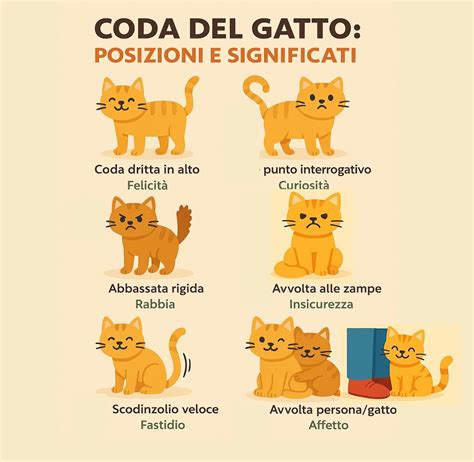 infografica sui segnali del corpo del gatto (orecchie, coda, occhi)