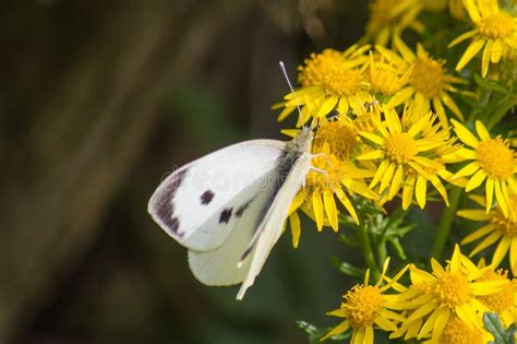 Illustrazione di una farfalla bianca su un fiore