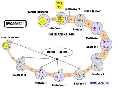 schema del processo di meiosi e formazione dell'ovocita