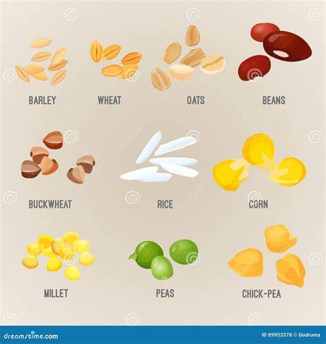 illustrazione schematica di vari tipi di cereali in chicchi: riso, mais, miglio e avena