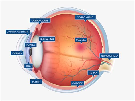 schema anatomico dell'occhio umano con sezione ingrandita della retina