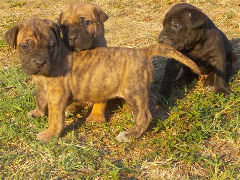 Cuccioli di Cane Corso che mangiano dalla stessa ciotola