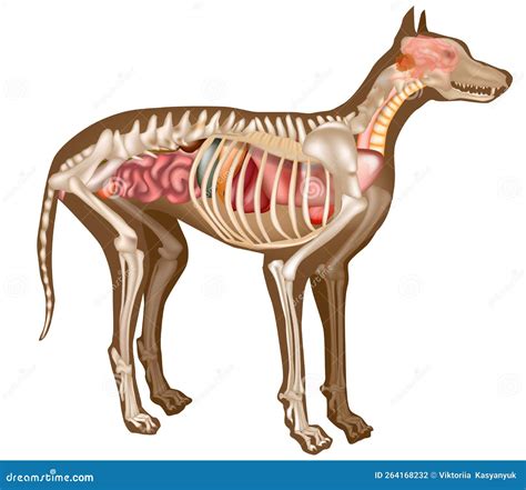 Anatomia del Cane Corso con enfasi su muscolatura e scheletro
