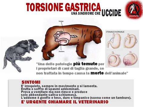 Rappresentazione della torsione gastrica nel cane