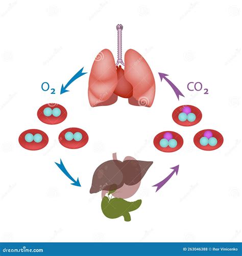 Schema delle funzioni placentari (scambio di gas, nutrienti, ormoni, anticorpi)