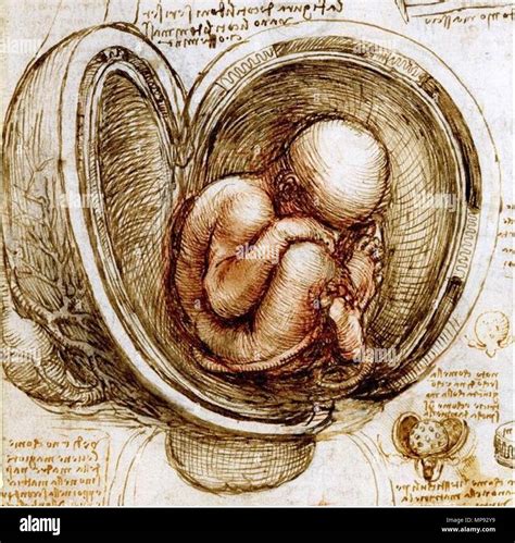 Bambino nel grembo materno