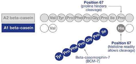 Differenze strutturali tra beta-caseina A1 e A2 e rilascio di BCM-7