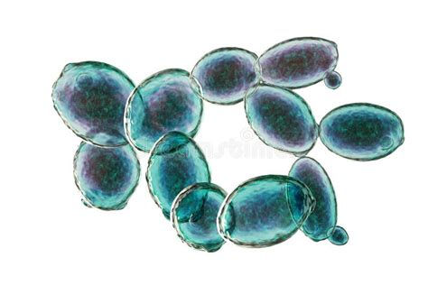 Immagine al microscopio di Saccharomyces cerevisiae o Hansenula polymorpha