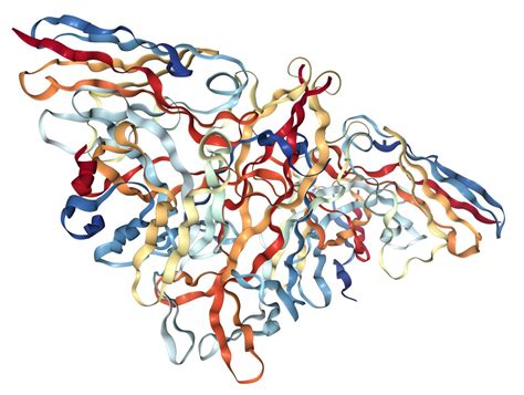 rappresentazione schematica della struttura molecolare della beta hCG