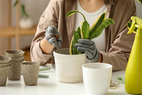 Vaso con argilla espansa nel sottovaso per aumentare l'umidità