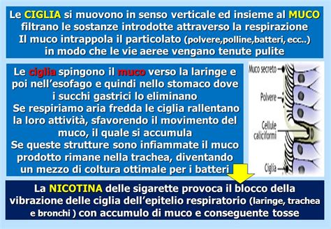 Illustrazione delle vie respiratorie infiammate con accumulo di muco