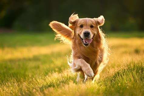 Illustrazione di cane felice e sano che corre