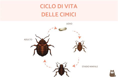 Ciclo di vita della cimice asiatica