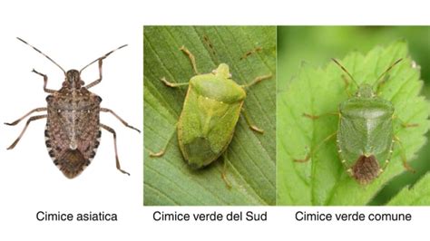 Cimici asiatiche aggregate per svernamento