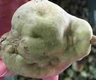Danni della cimice asiatica su frutta