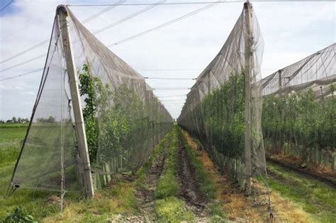 Reti anti-insetto in frutteto
