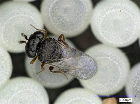 Parassitoide Trissolcus japonicus