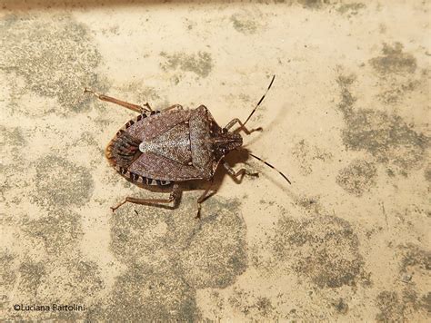 Ricerca scientifica sulla cimice asiatica