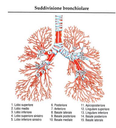 schema anatomico dell'albero bronchiale e degli acini polmonari